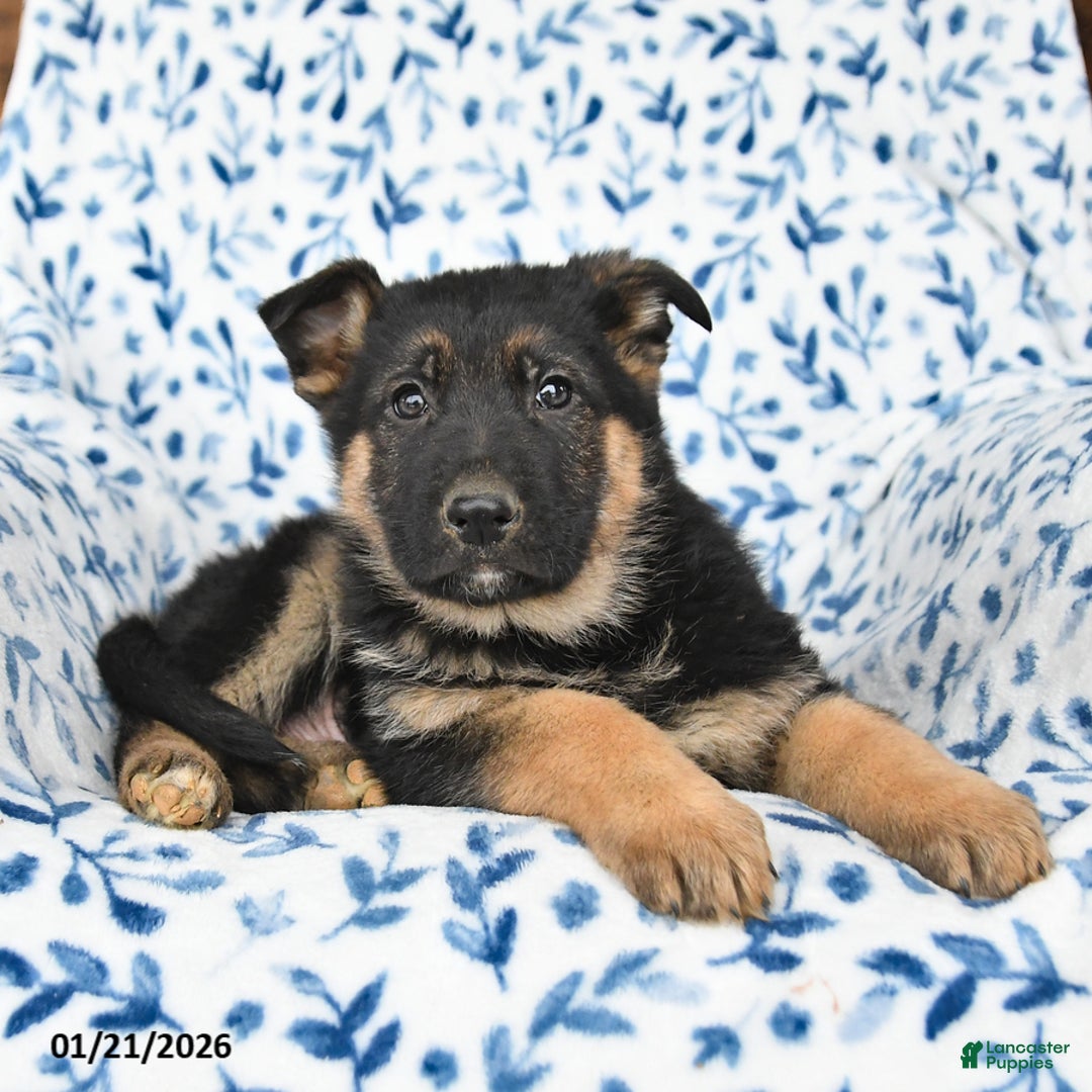 German Shepherd dogs for sale: Leo - Ad 3