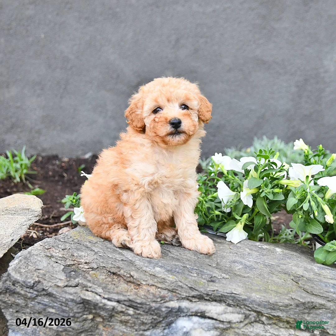 Cavapoo dogs for sale: Tommy - Ad 5