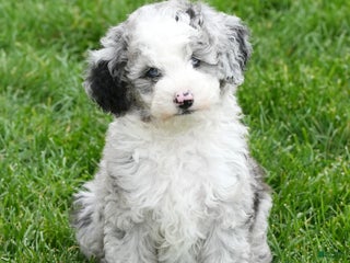 Mixed Breed dogs - Ad 1