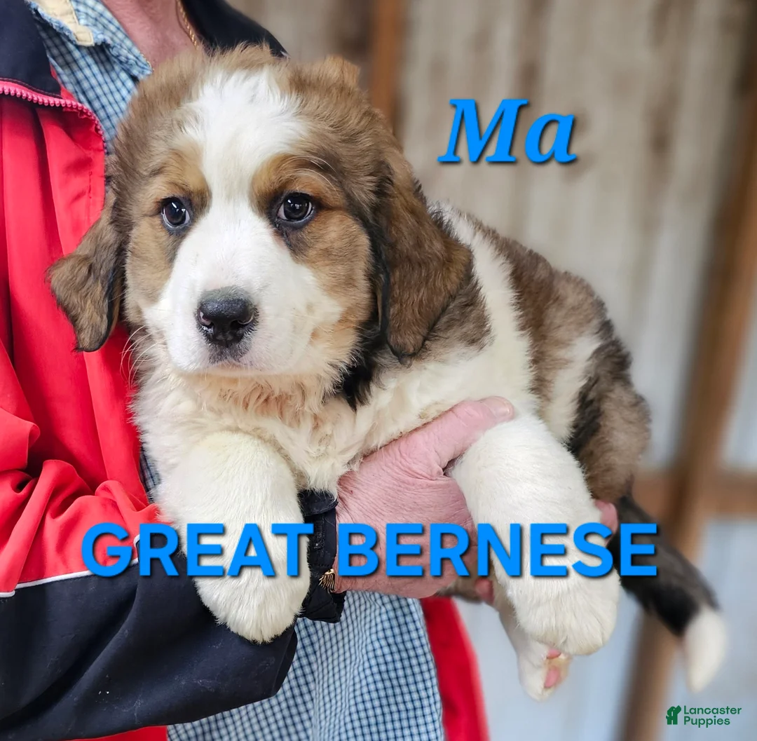 Mixed Breed dogs for sale: Mixed Breed Puppy 1 - Ad 2