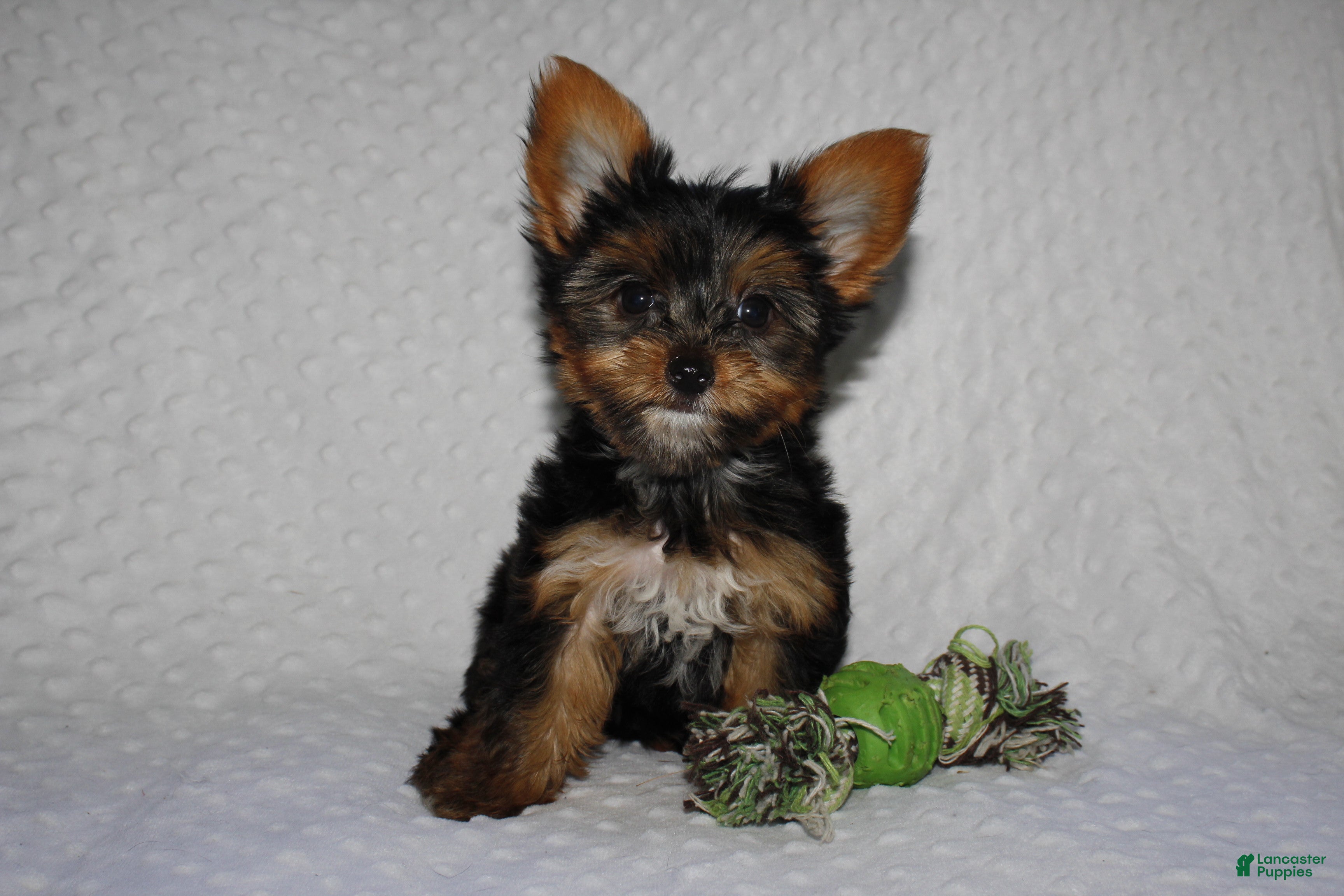 Yorkshire Terrier dogs JIMMY - Ad 9