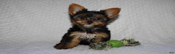 Yorkshire Terrier dogs for sale: JIMMY - Ad 1