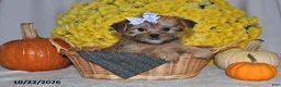 Shorkie dogs for sale: Violet - Ad 3