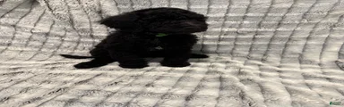 Standard Poodle 6
