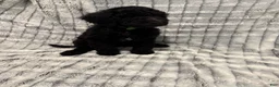 Standard Poodle dogs for sale: Standard Poodle 6 - Ad 1