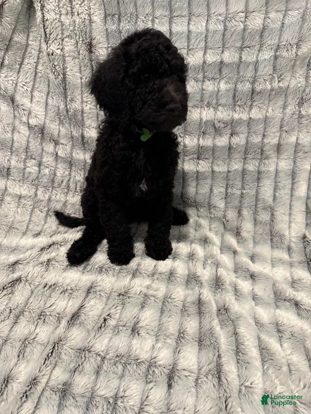 Standard Poodle dogs for sale: Standard Poodle 6 - Ad 1