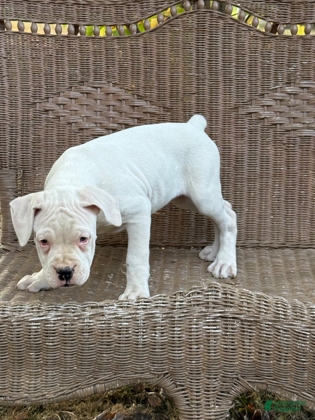 Boxer Puppy for sale in Newton Falls Lancaster Puppies