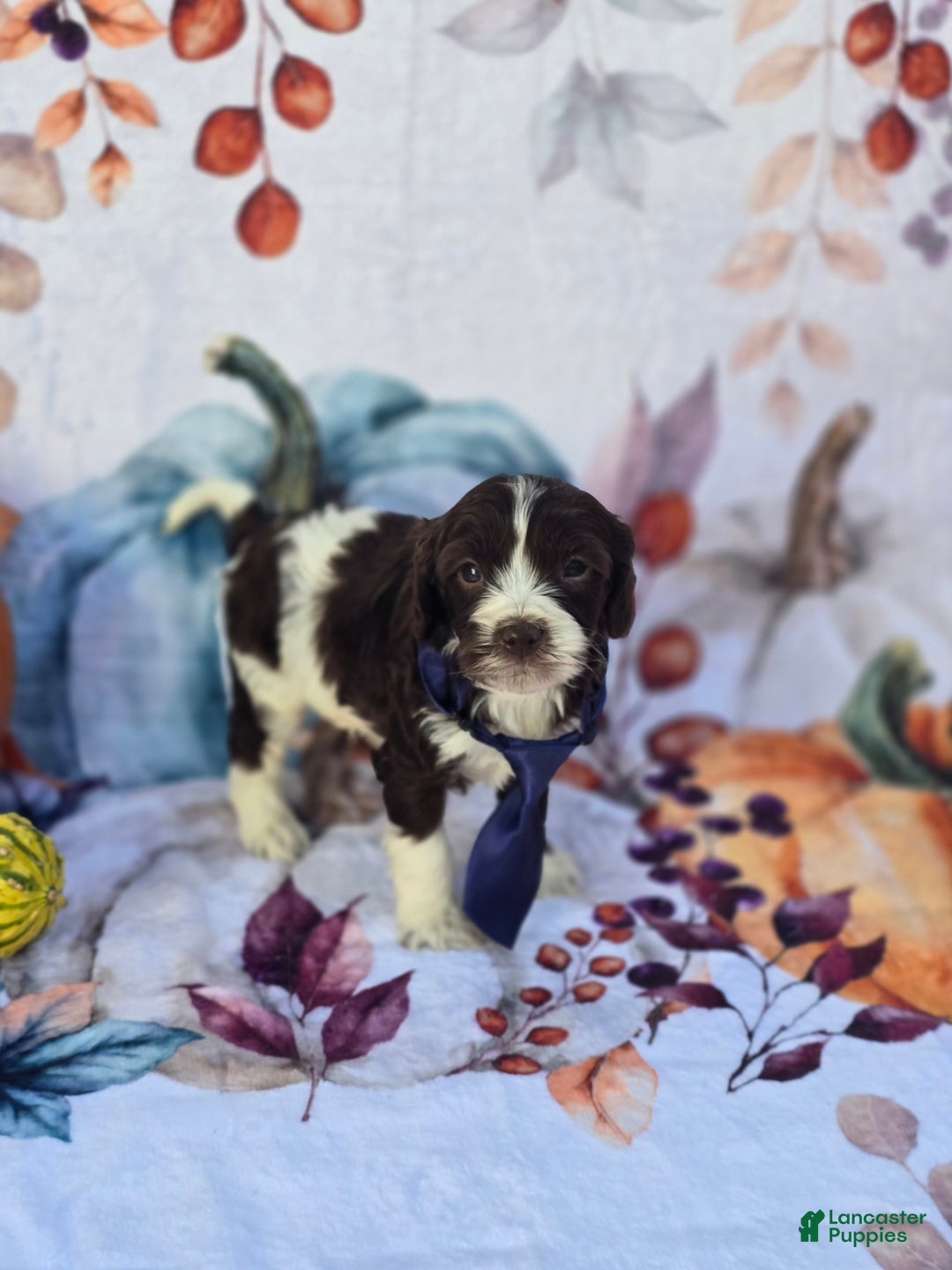 Mixed Breed dogs for sale: Prudence - Ad 6