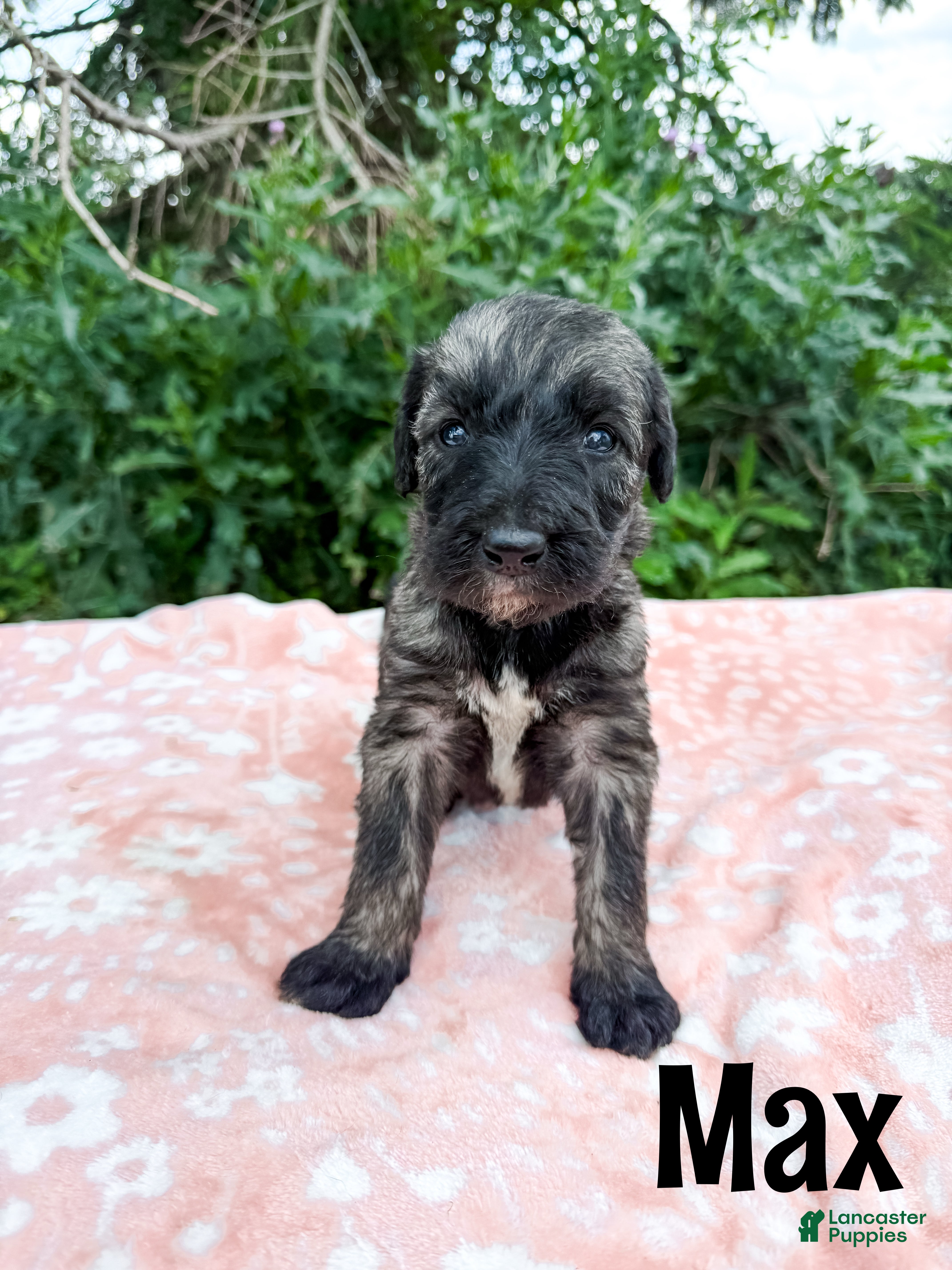 Mixed Breed dogs Max - Ad 1