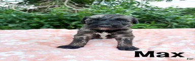 Max