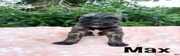 Mixed Breed dogs for sale: Max - Ad 1