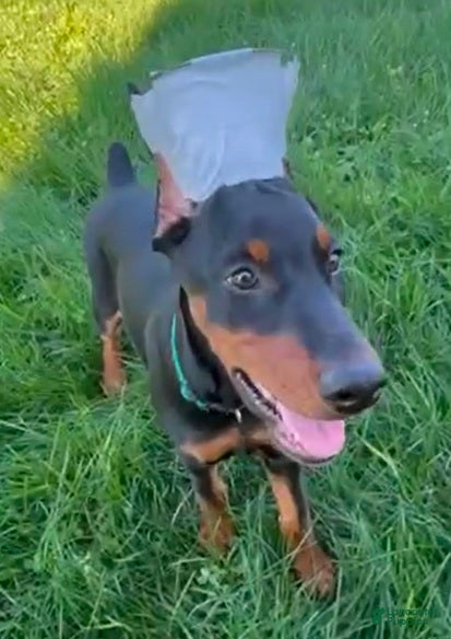 Doberman Pinscher dogs Raven - Ad 28