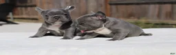 French Bulldog dogs for sale: French Bulldog Puppy 3 - Ad 2