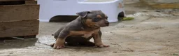 American Bully dogs for sale: Mr. Vegas - Ad 6