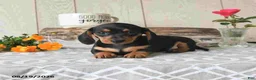 Miniature Dachshund dogs for sale: Sophie - Ad 3