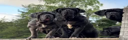 Neapolitan Mastiff dogs for sale: Neapolitan Mastiff Puppy 1 - Ad 11
