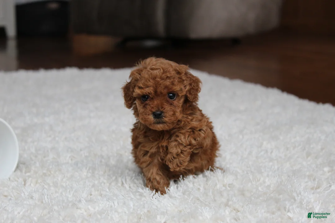 Toy Poodle dogs for sale: Teacup Aubrey - Ad 13