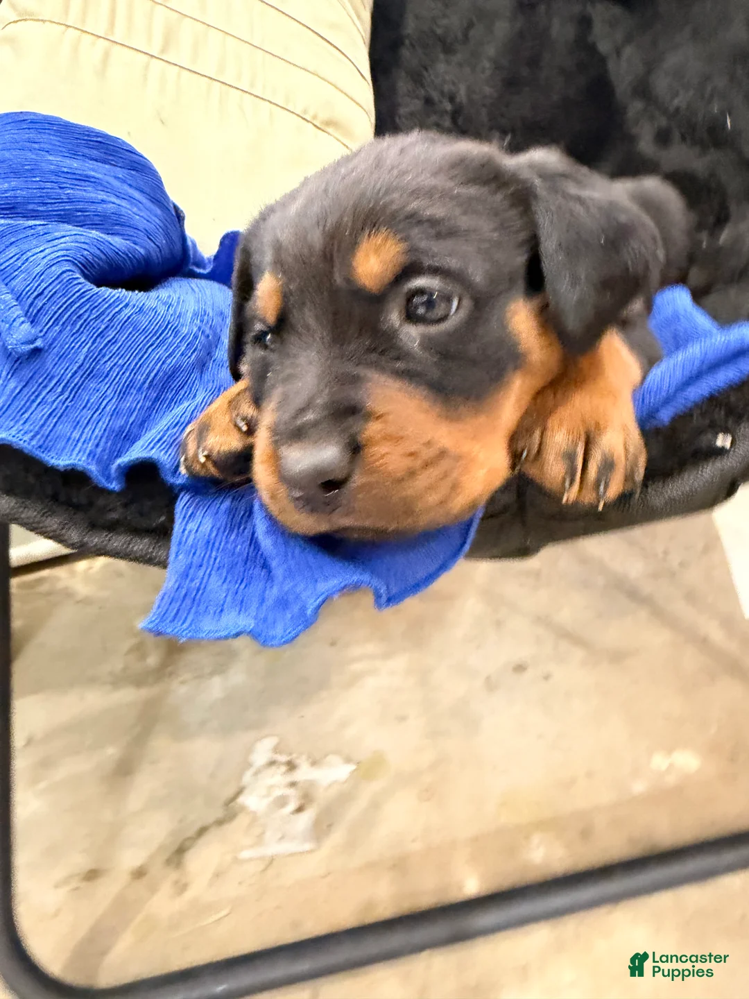 Rottweiler dogs for sale: Rottweiler Puppy 3 - Ad 5