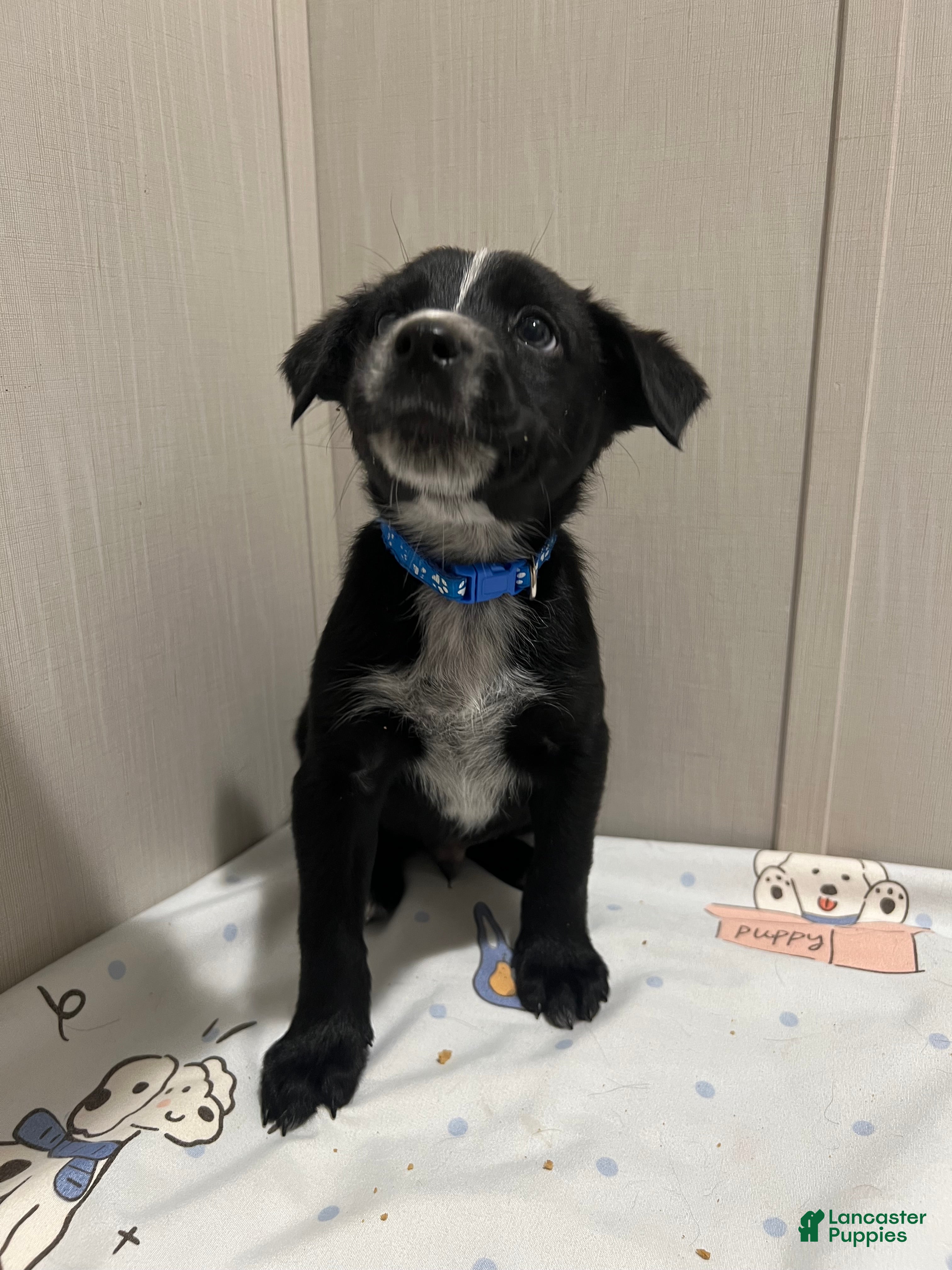 Mixed Breed dogs Dasher - Ad 26