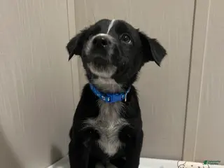 Mixed Breed dogs Dasher - Ad 26