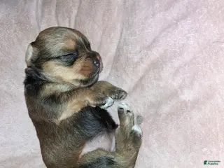 Yorkshire Terrier dogs Yorkshire Terrier Puppy 4 - Ad 20