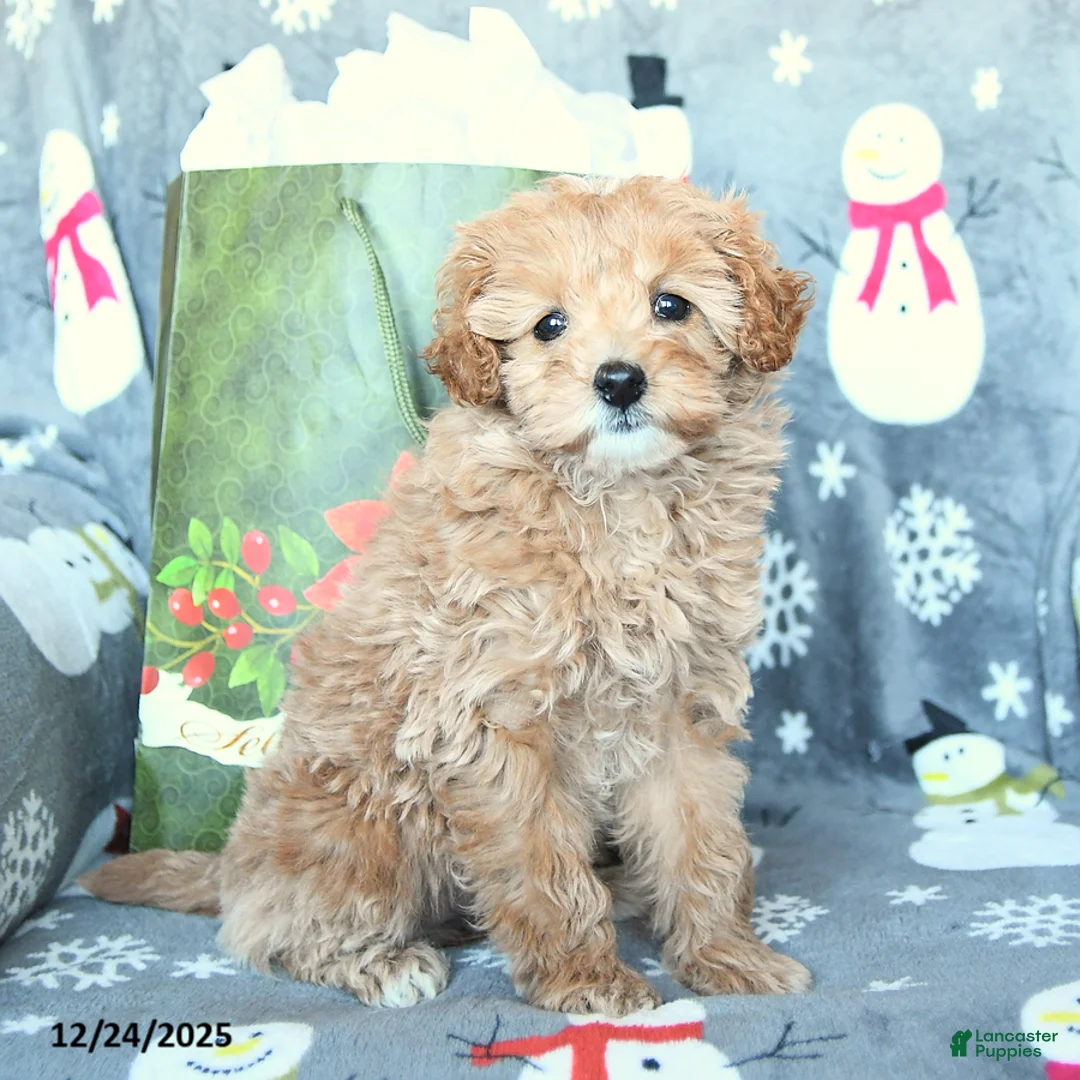Mini Goldendoodle dogs for sale: Darling - Ad 3