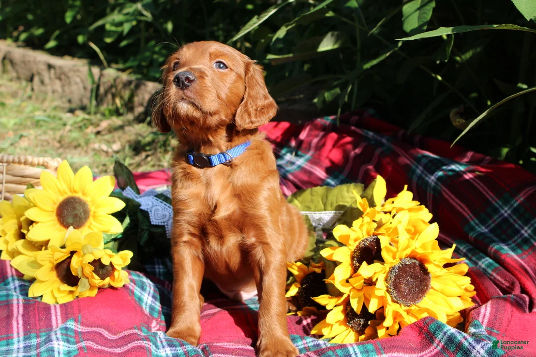 Mixed Breed dogs for sale: Rocky - Irish Goldendoodle  - Ad 26