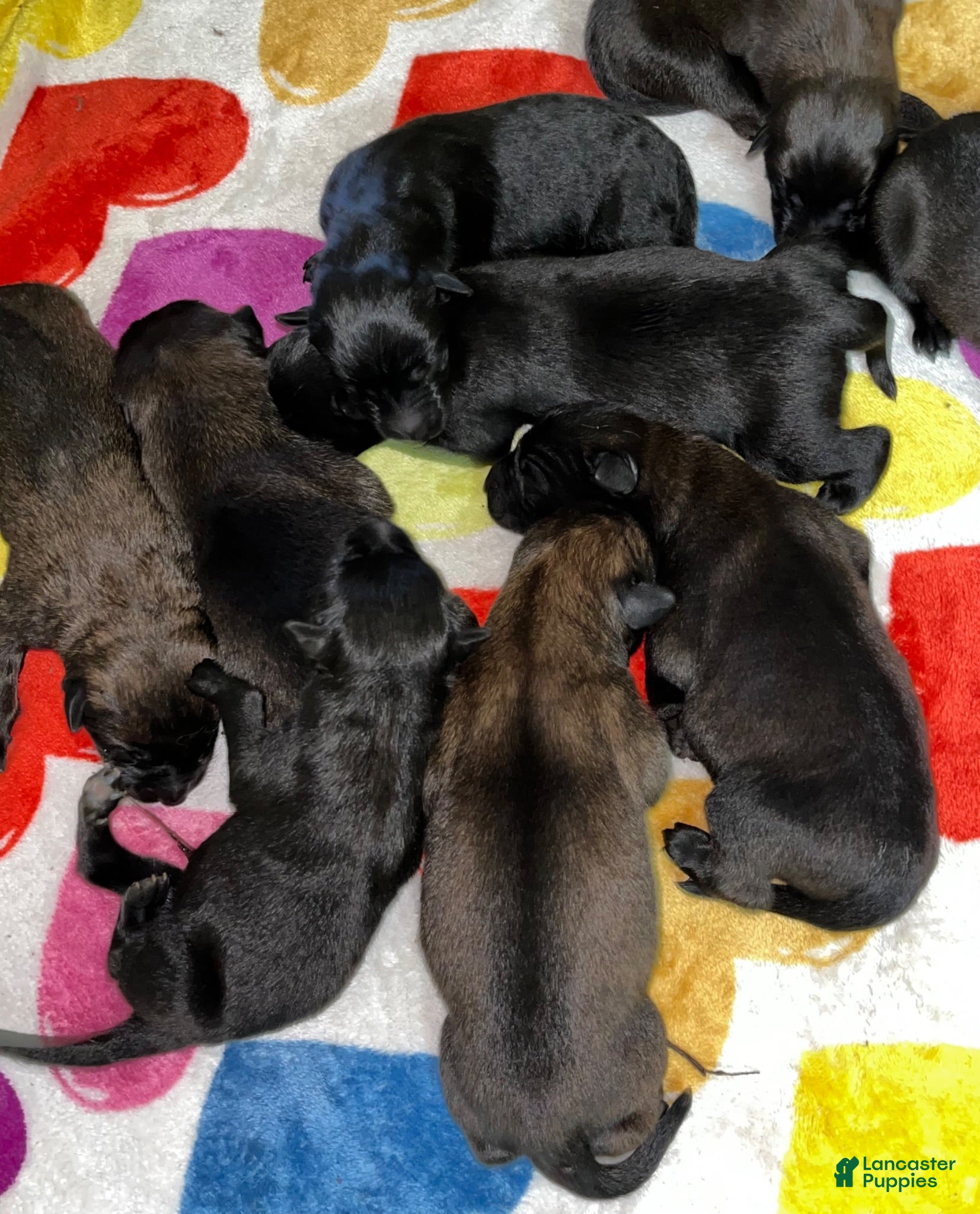 Belgian Malinois dogs Belgian Malinois 2 - Ad 14