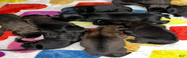 Belgian Malinois 2