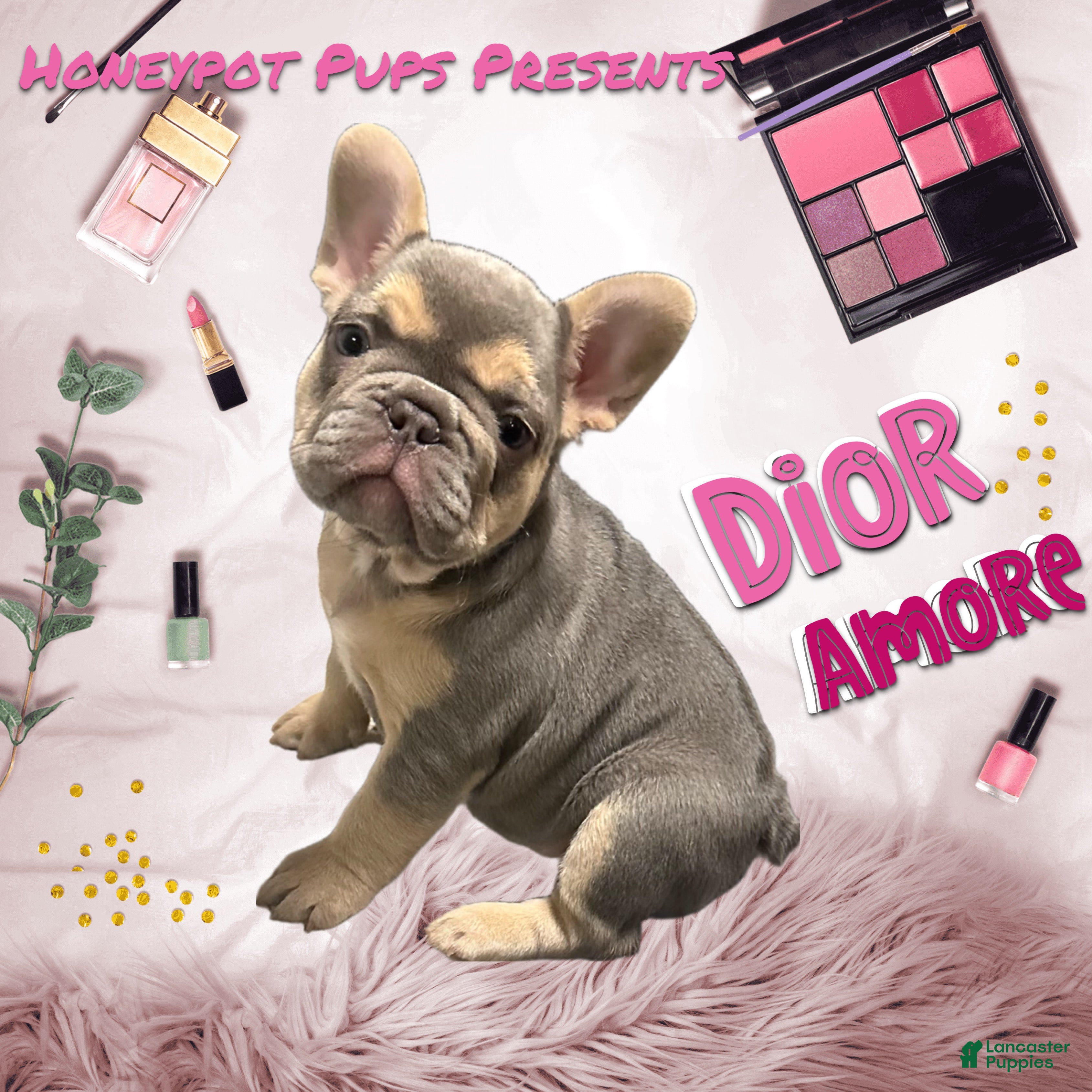 French Bulldog dogs FLUFFY AND PINK CARRIER DIOR - Ad 1
