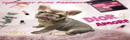 French Bulldog dogs for sale: *Dior* FLUFFY CARRIER - Ad 5