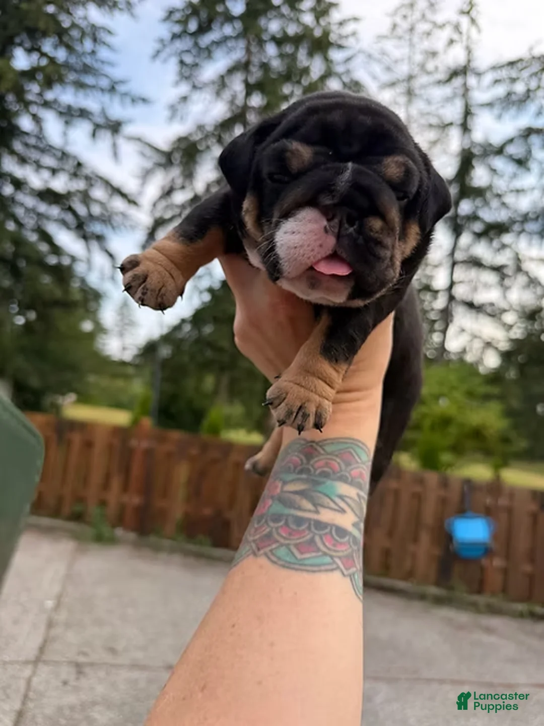 English Bulldog dogs for sale: English Bulldog Meatball girl - Ad 1
