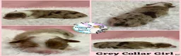 Australian Shepherd dogs for sale: Mantis - Ad 6