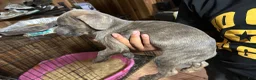 Cane Corso dogs for sale: Cane Corso 2 - Ad 2