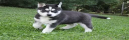 Siberian Husky dogs for sale: Alaska - Ad 7