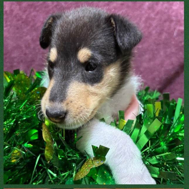 Collie dogs "Pumpkin" - Ad 3