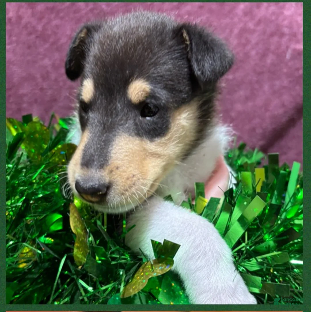 Collie dogs for sale: "Pumpkin" - Ad 1