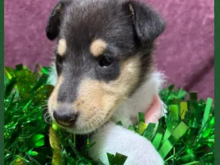 Collie dogs "Pumpkin" - Ad 5