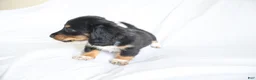 Dachshund dogs for sale: Bentley  - Ad 3