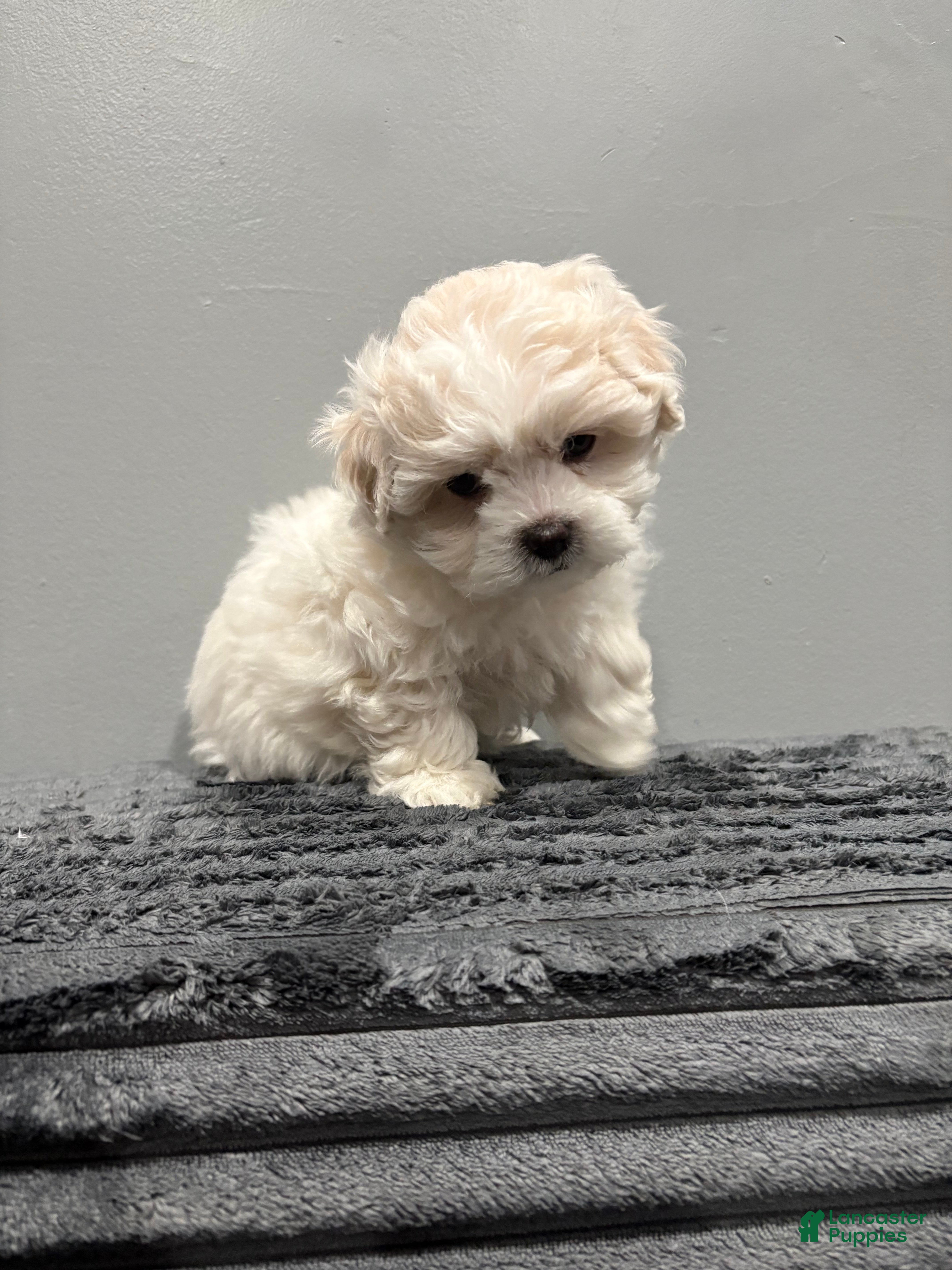 Malshi dogs Malshi Puppy 1 - Ad 2