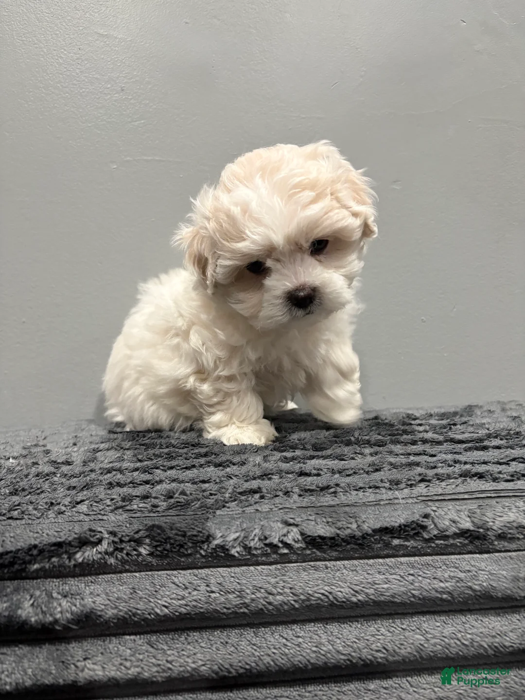 Malshi dogs for sale: Malshi Puppy 1 - Ad 2