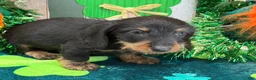 Dachshund dogs for sale: Brushy - Ad 2
