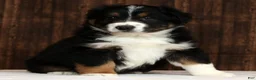 Miniature Australian Shepherd dogs for sale: Flash - Ad 6