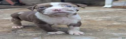 American Bully dogs for sale: Jet - Ad 12