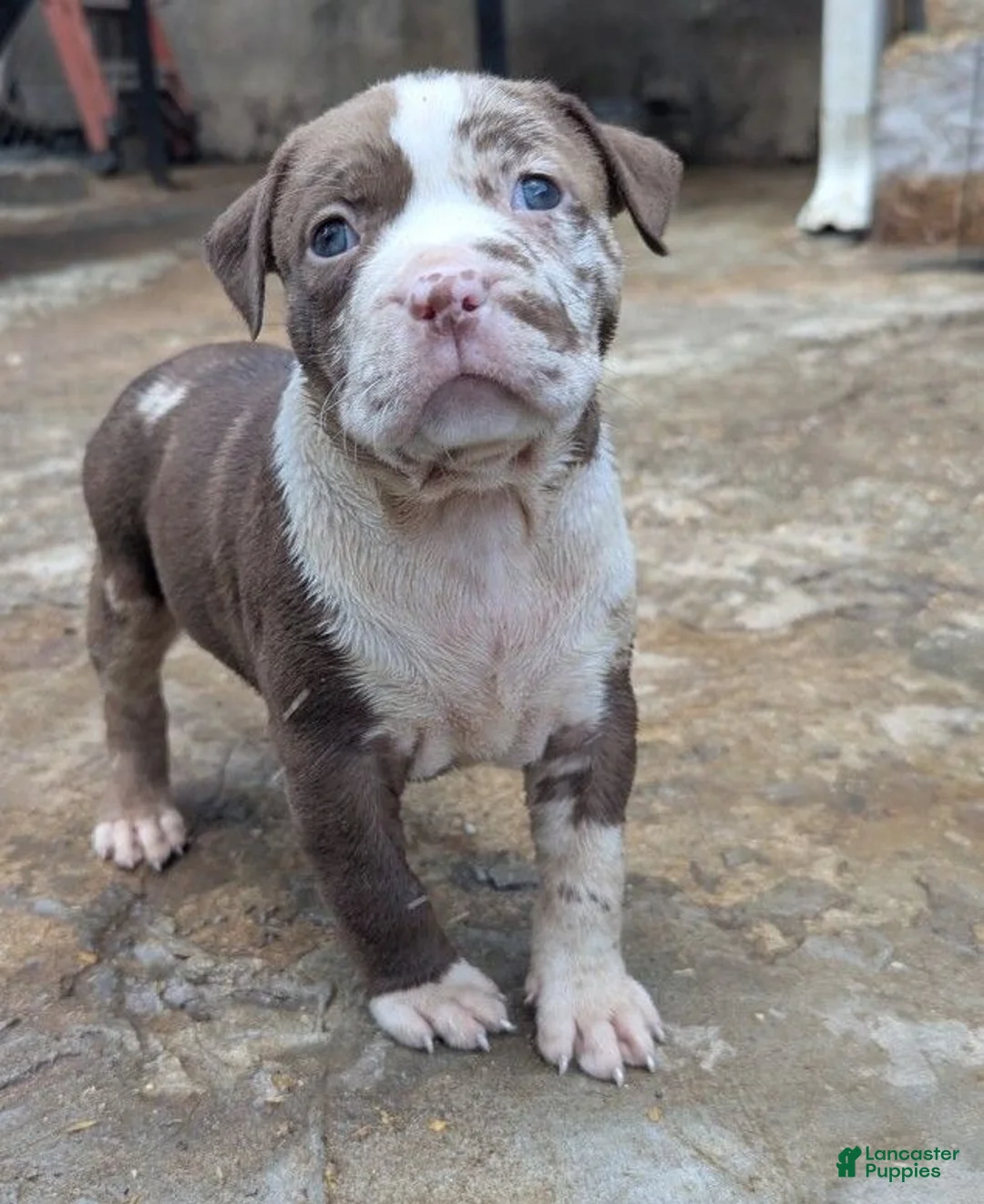 American Bully dogs for sale: Jet - Ad 12