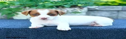 Jack Russell Terrier dogs for sale: Julia - Ad 3