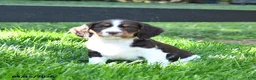 English Springer Spaniel dogs for sale: Ginger - Ad 3