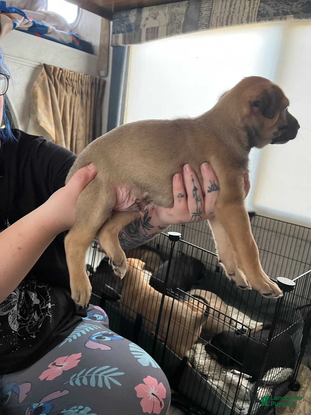 Mixed Breed dogs for sale: Mixed Breed Puppy 3 - Ad 5