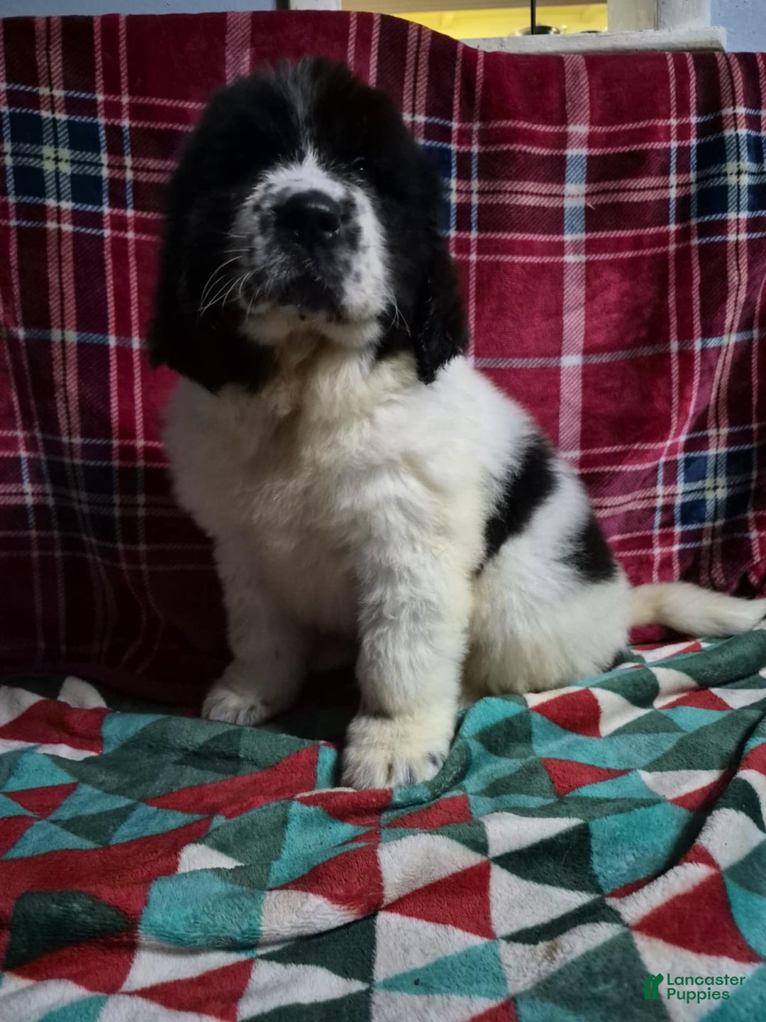Newfoundland dogs for sale: Newfoundland Puppy 1 - Ad 10