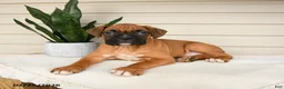Boxer dogs for sale: Jinx - Ad 2